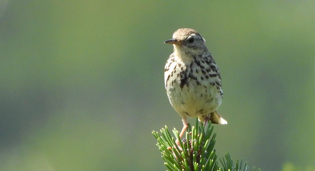 Świergotek łąkowy (Anthus pratensis)