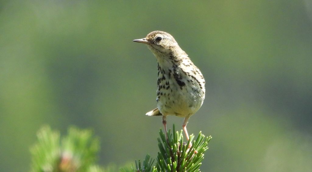 Świergotek łąkowy (Anthus pratensis)