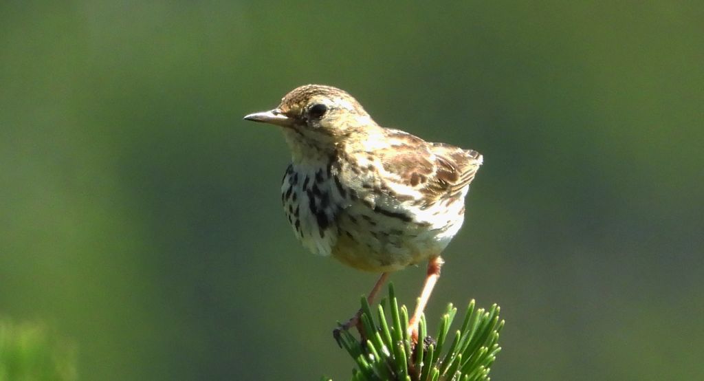 Świergotek łąkowy (Anthus pratensis)