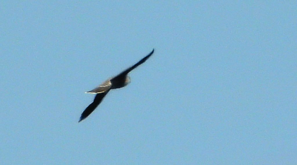 Sokół wędrowny (Falco peregrinus)