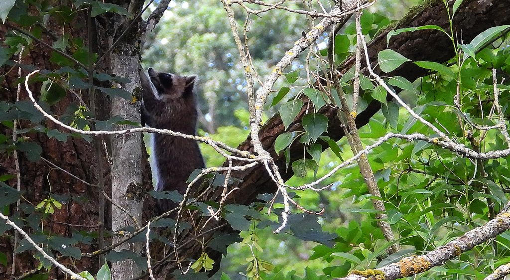 Szop pracz, szop amerykański (Procyon lotor)