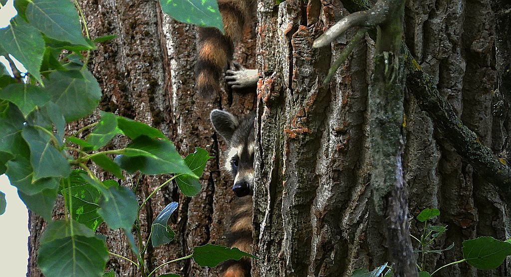 Szop pracz, szop amerykański (Procyon lotor)