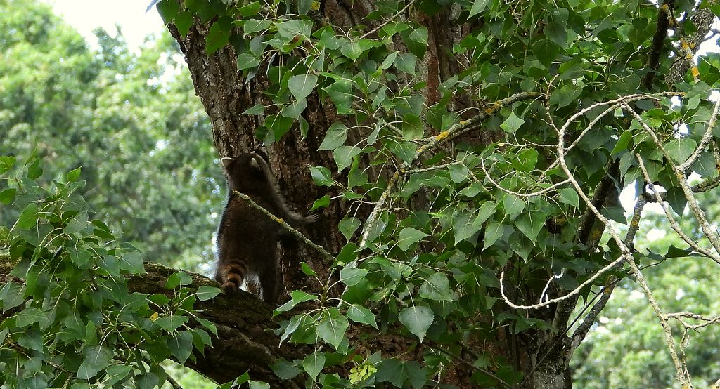 Szop pracz, szop amerykański (Procyon lotor)