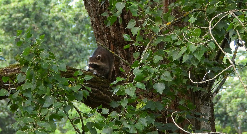 Szop pracz, szop amerykański (Procyon lotor)
