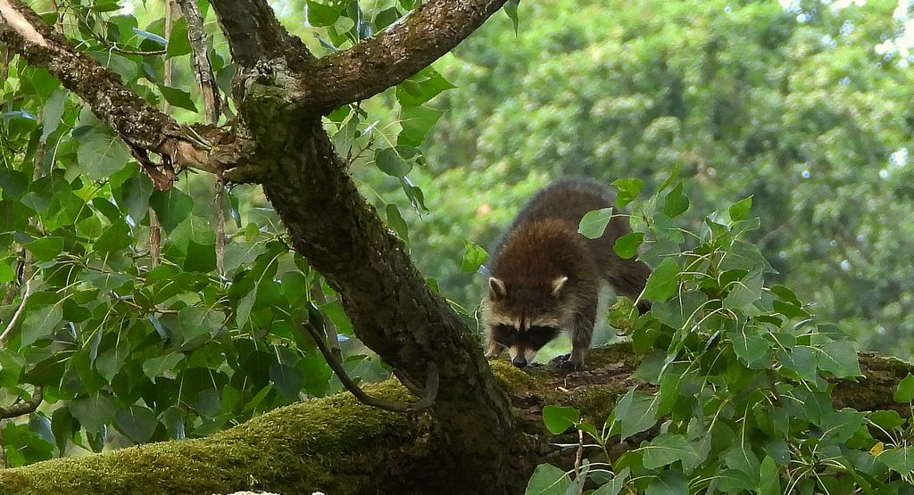Szop pracz, szop amerykański (Procyon lotor)