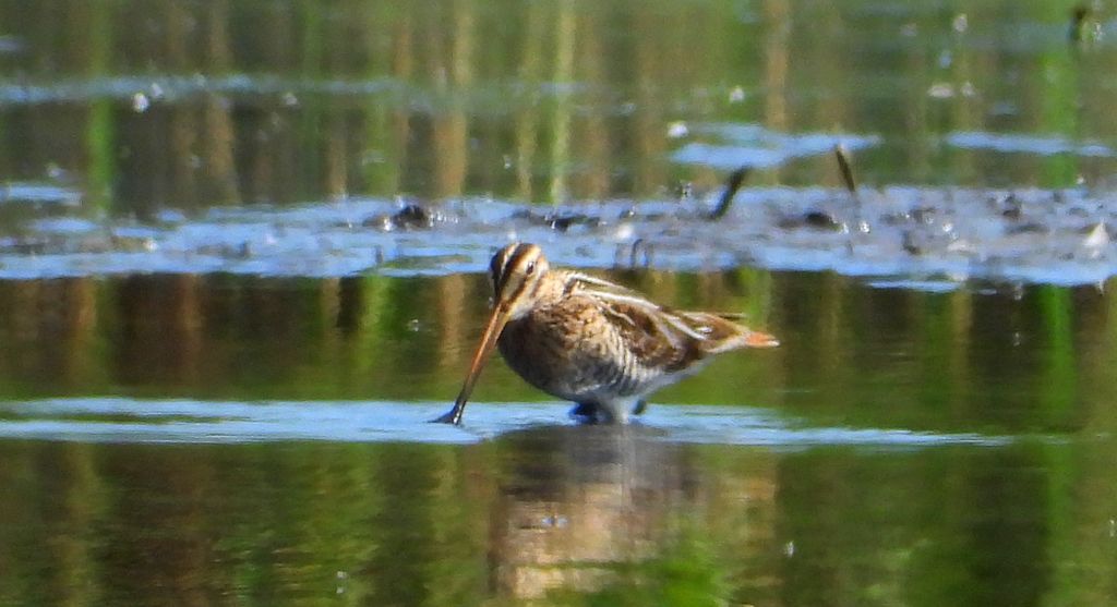 Kszyk, bekas kszyk, bekas baranek (Gallinago gallinago)