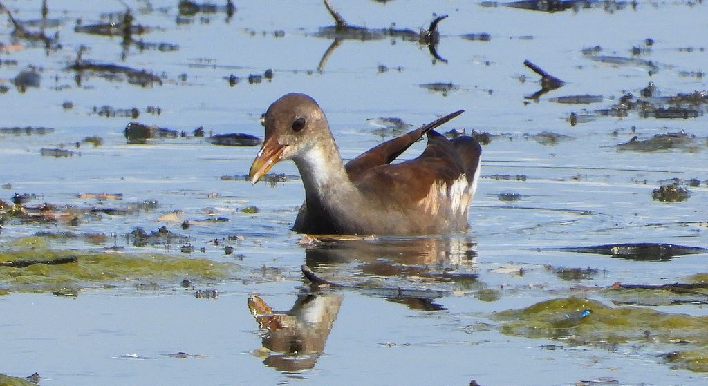 Kokoszka zwyczajna, kokoszka, kokoszka wodna, kurka wodna (Gallinula chloropus)