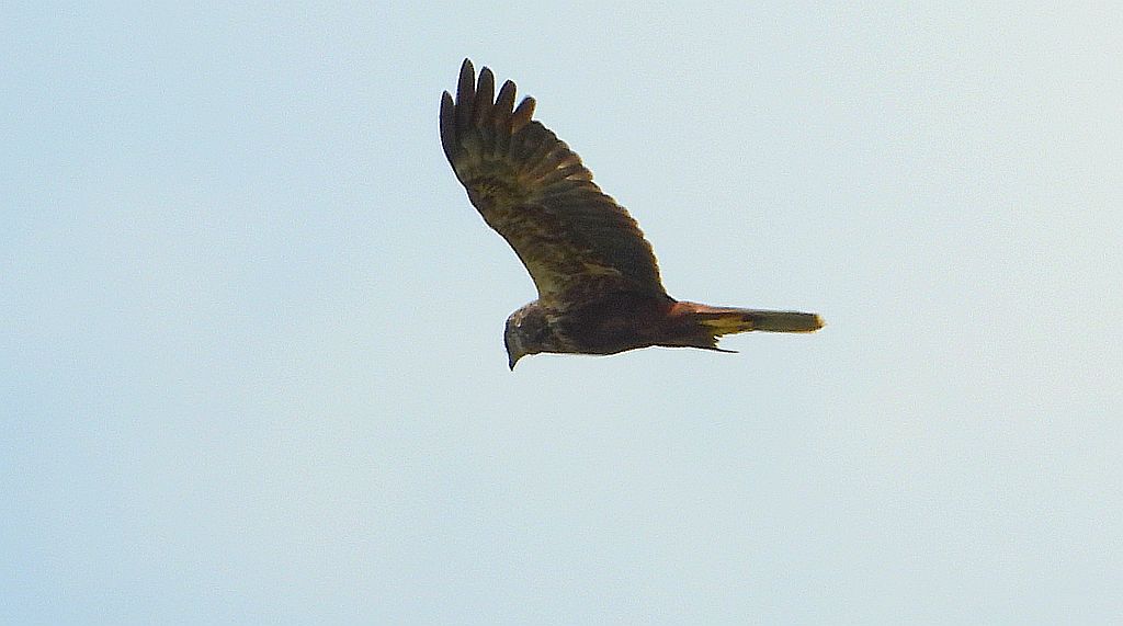 Błotniak stawowy (Circus aeruginosus)