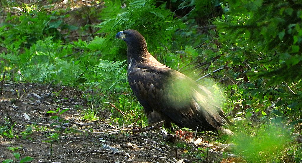 Bielik, orzeł bielik, birkut (Haliaeetus albicilla)