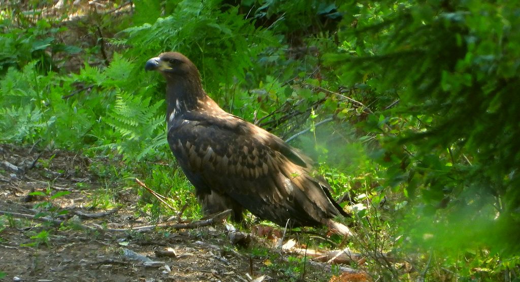 Bielik, orzeł bielik, birkut (Haliaeetus albicilla)
