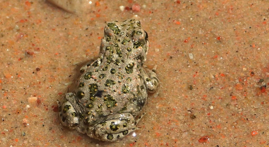 Ropucha zielona (Bufotes viridis)