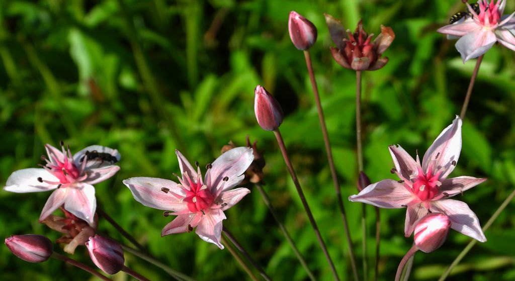 Łączeń baldaszkowaty (Butomus Umbellatus)