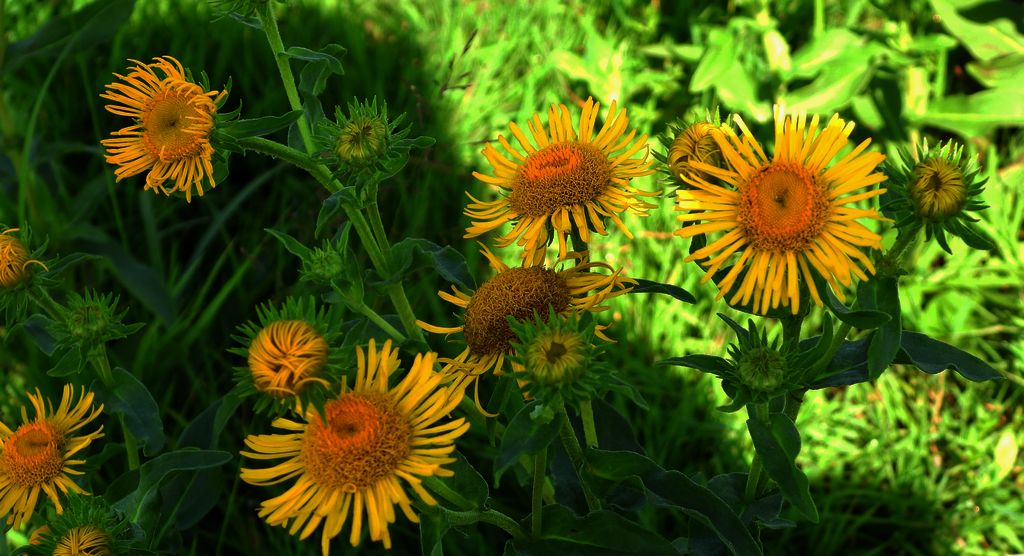 Oman łąkowy (Inula britannica)