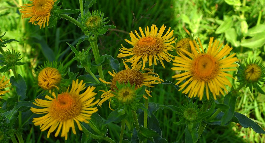Oman łąkowy (Inula britannica)