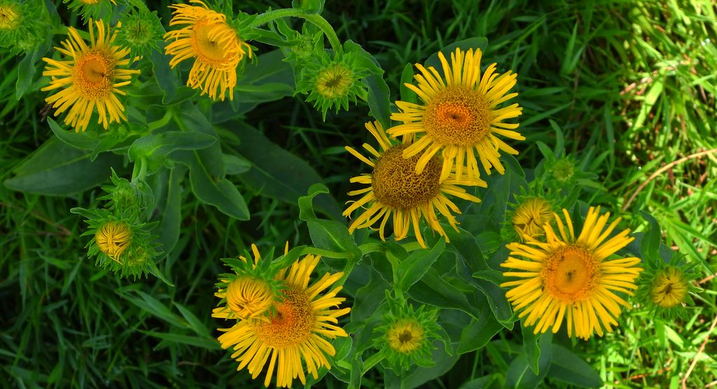 Oman łąkowy (Inula britannica)