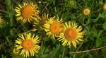 Oman łąkowy (Inula britannica)