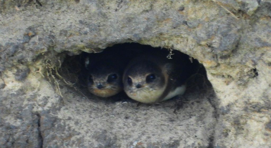 Brzegówka, jaskółka brzegówka (Riparia riparia)