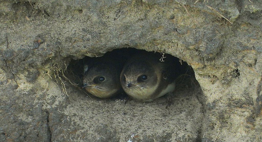Brzegówka, jaskółka brzegówka (Riparia riparia)