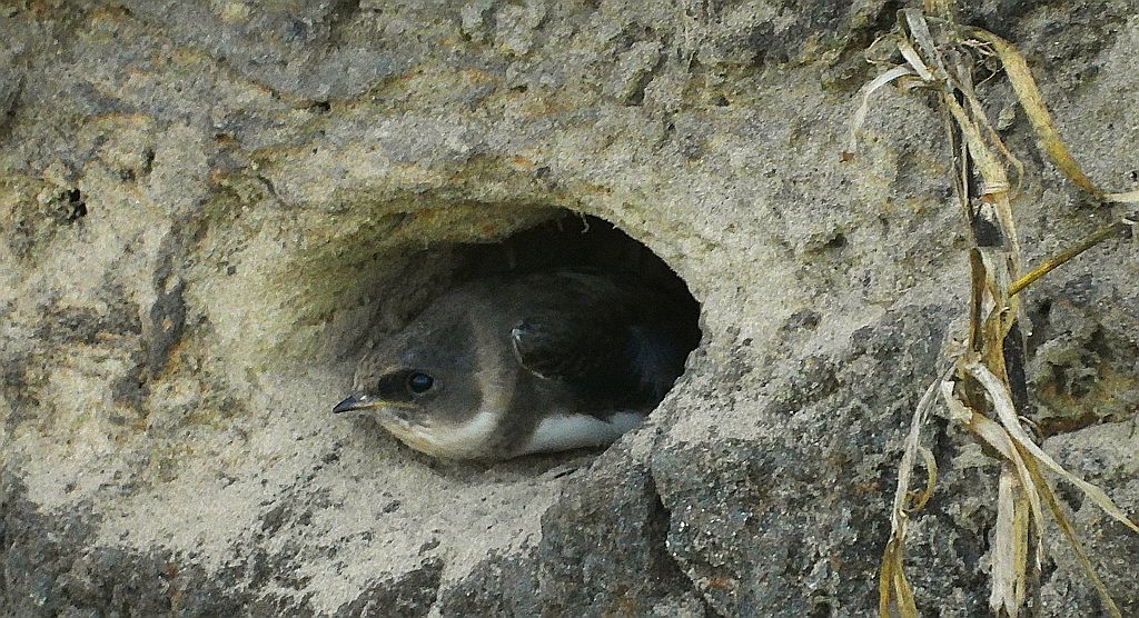 Brzegówka, jaskółka brzegówka (Riparia riparia)