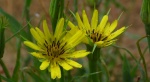 Kozibród wielki (Tragopogon dubius)