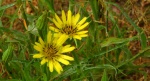 Kozibród wielki (Tragopogon dubius)