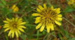 Kozibród wielki (Tragopogon dubius)