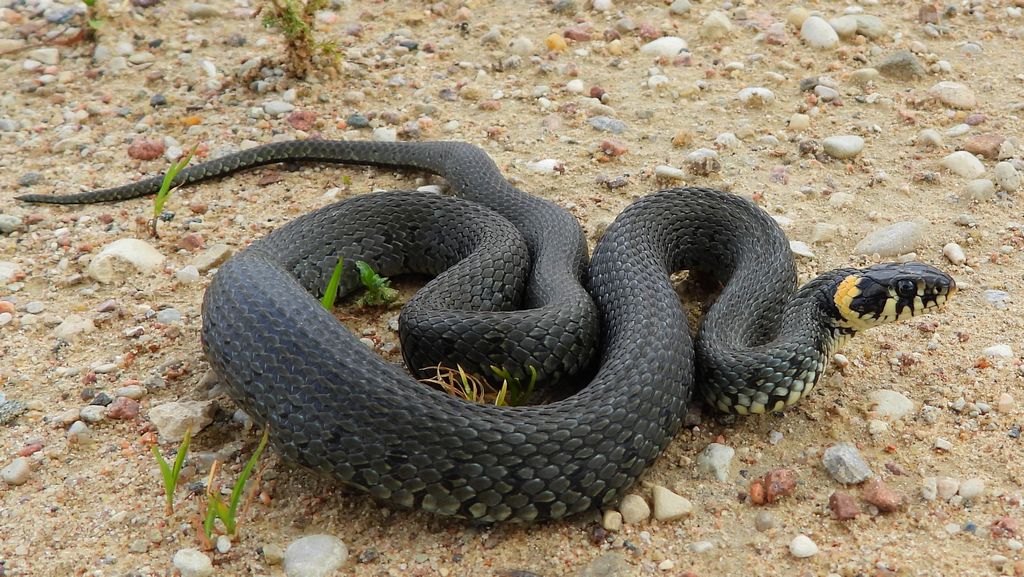 Zaskroniec zwyczajny (Natrix natrix)