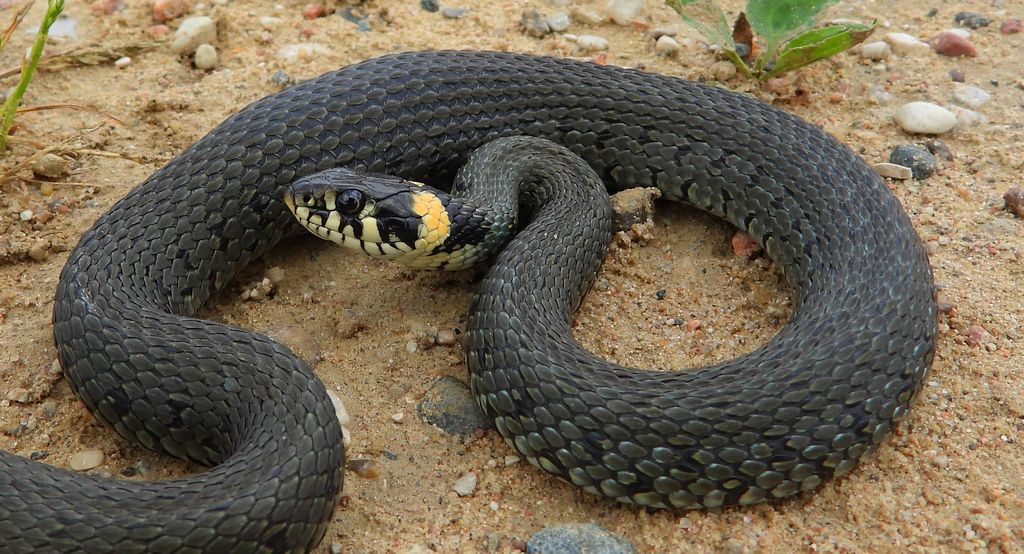 Zaskroniec zwyczajny (Natrix natrix)