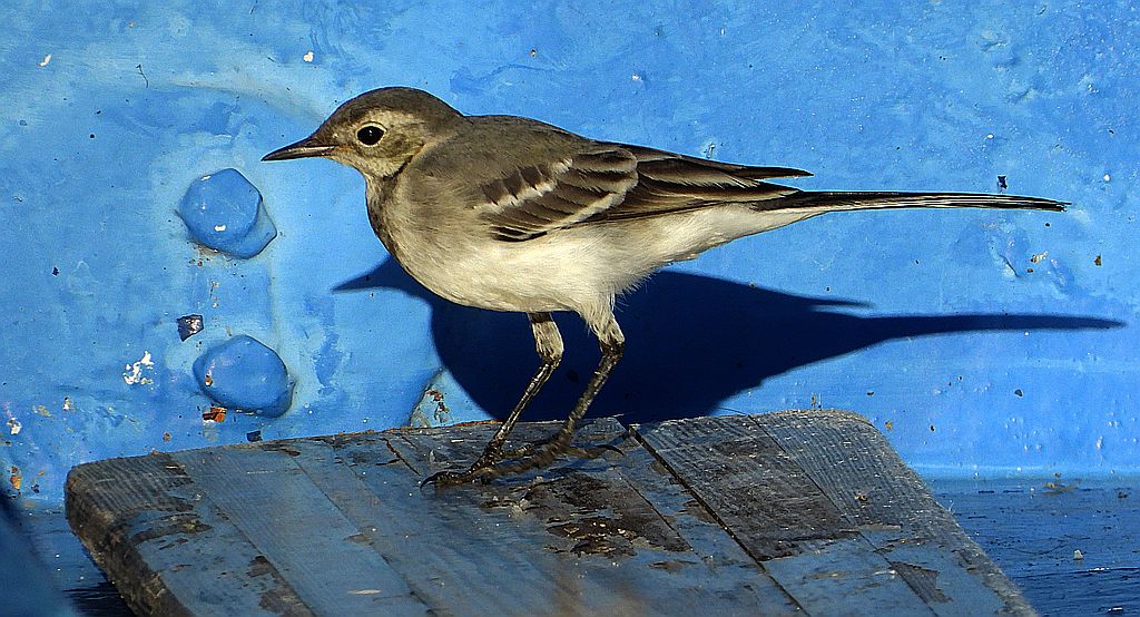 Pliszka siwa (Motacilla alba)