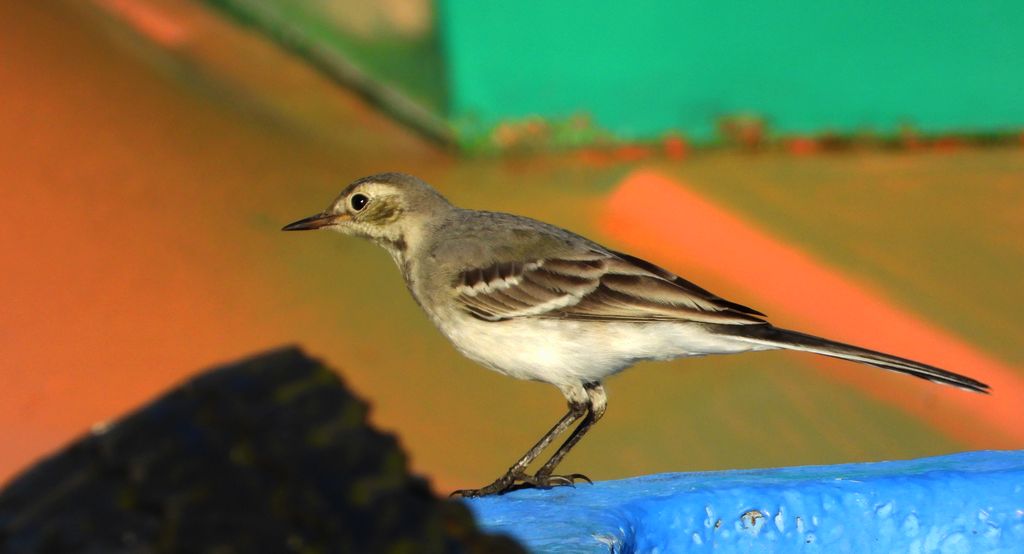 Pliszka siwa (Motacilla alba)