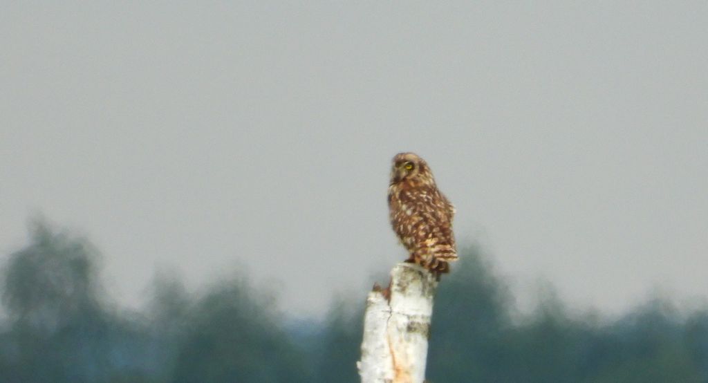 Uszatka błotna, sowa błotna, błotnica (Asio flammeus)