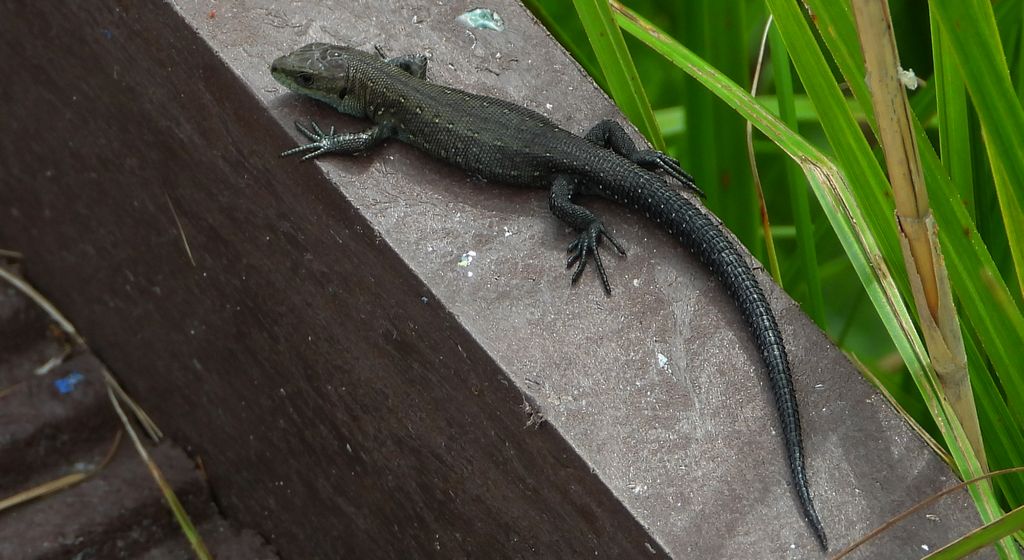 Jaszczurka żyworodna, żyworódka (Zootoca vivipara)