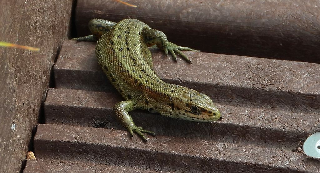 Jaszczurka żyworodna, żyworódka (Zootoca vivipara)