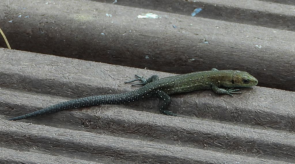 Jaszczurka żyworodna, żyworódka (Zootoca vivipara)