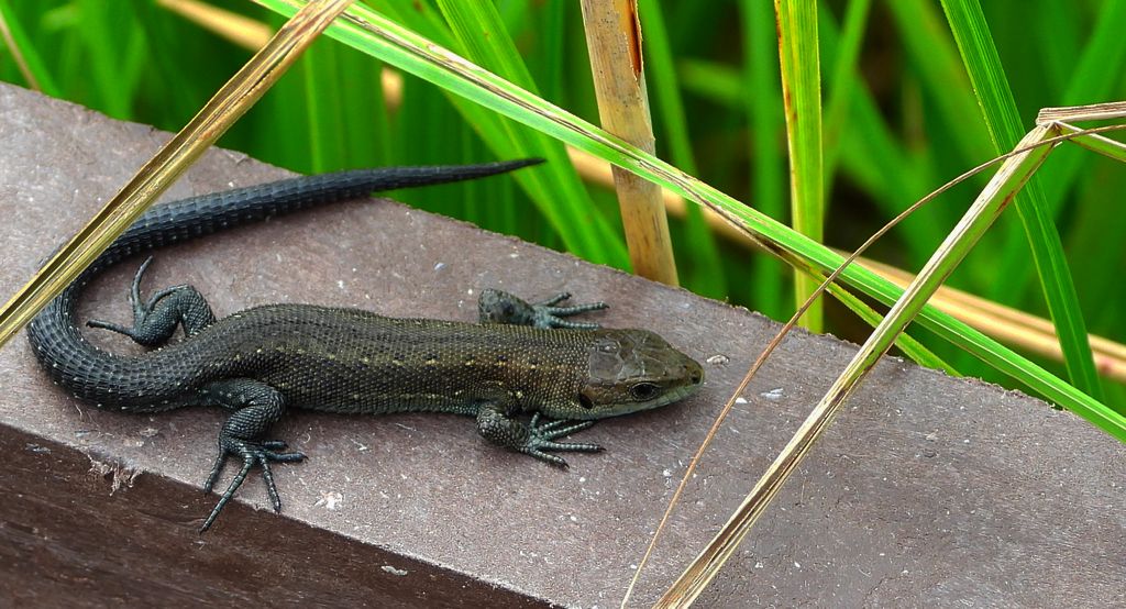 Jaszczurka żyworodna, żyworódka (Zootoca vivipara)