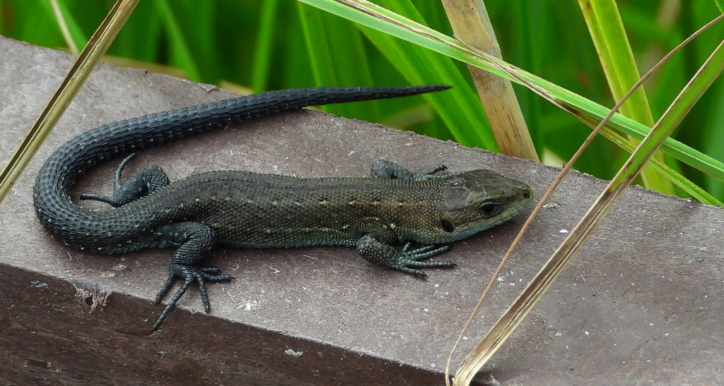 Jaszczurka żyworodna, żyworódka (Zootoca vivipara)