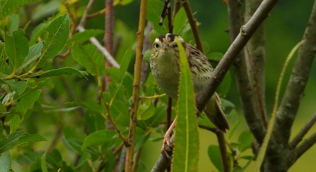 Wodniczka (Acrocephalus paludicola)