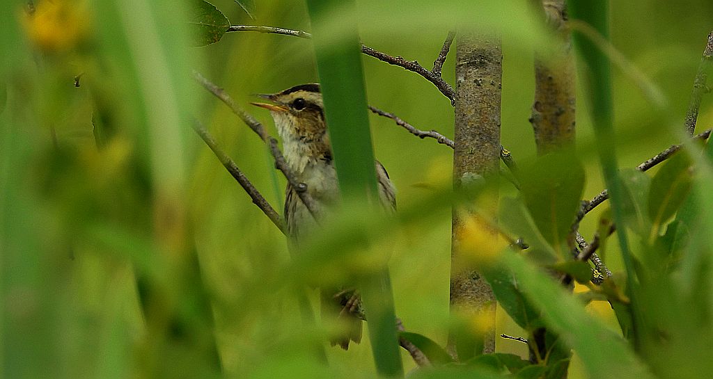 Wodniczka (Acrocephalus paludicola)