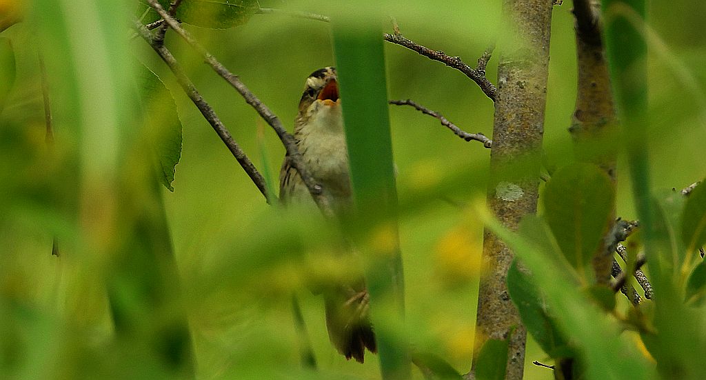 Wodniczka (Acrocephalus paludicola)