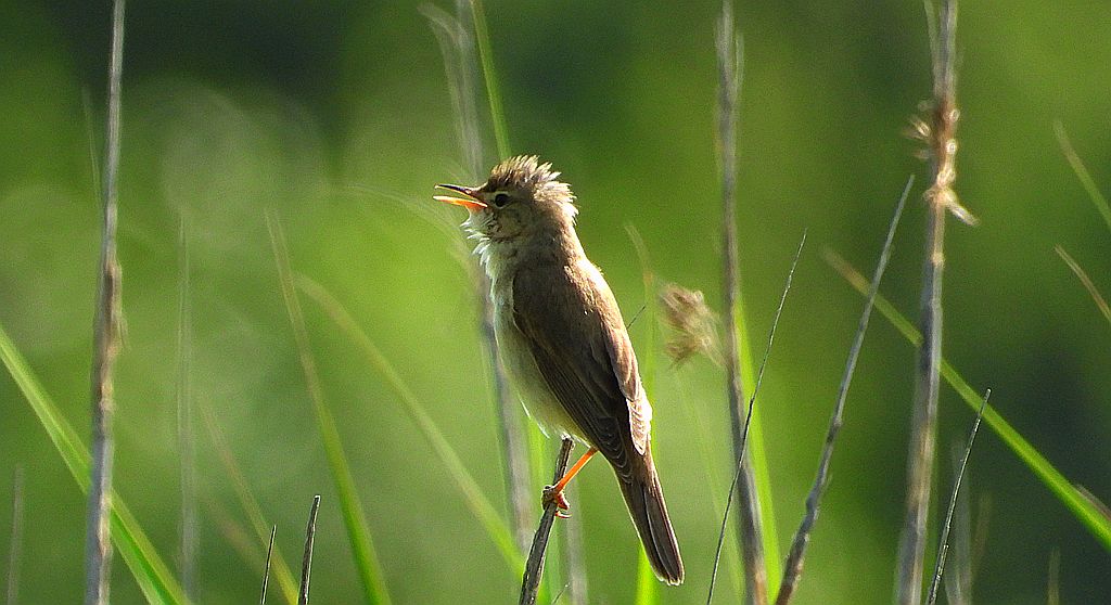 Łozówka (Acrocephalus palustris)