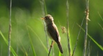 Łozówka (Acrocephalus palustris)