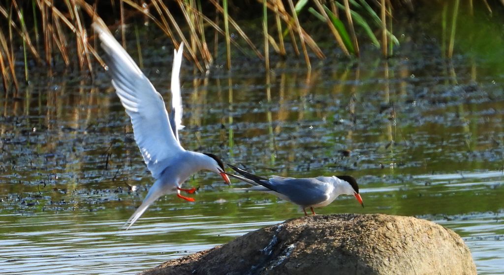 Rybitwa rzeczna, rybitwa zwyczajna (Sterna hirundo)