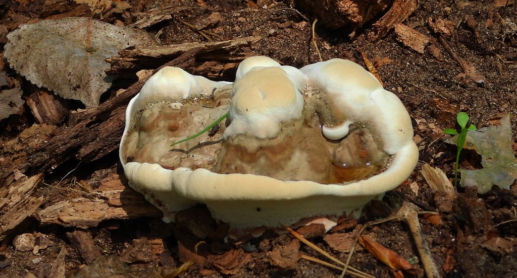 Lakownica jasnomiąższowa (Ganoderma resinaceum)