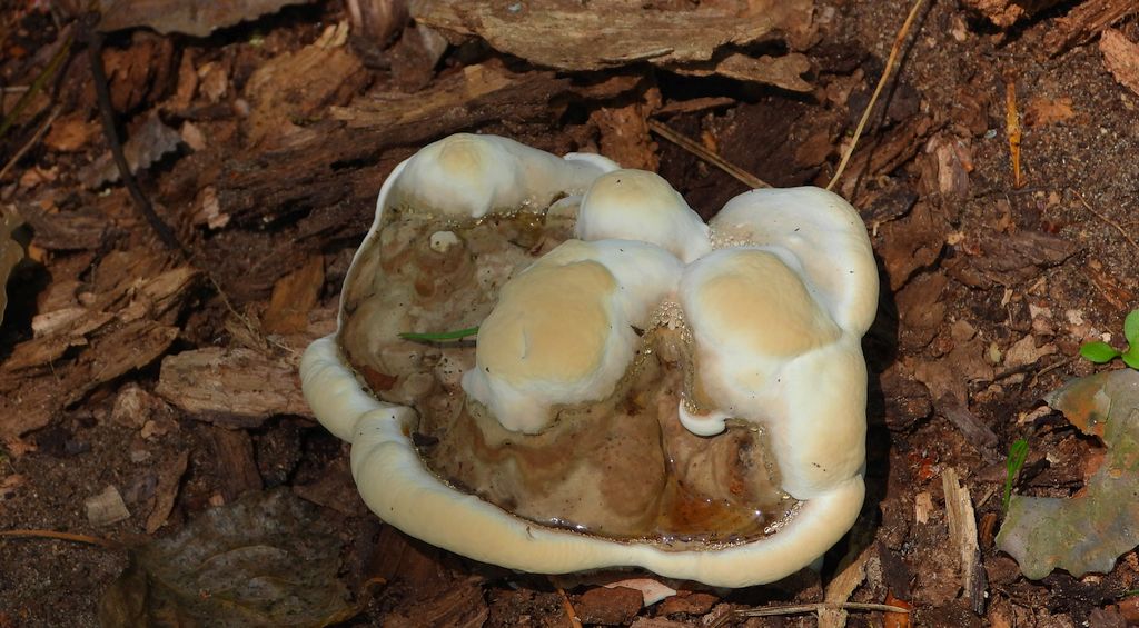 Lakownica jasnomiąższowa (Ganoderma resinaceum)