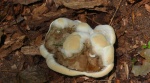Lakownica jasnomiąższowa (Ganoderma resinaceum)