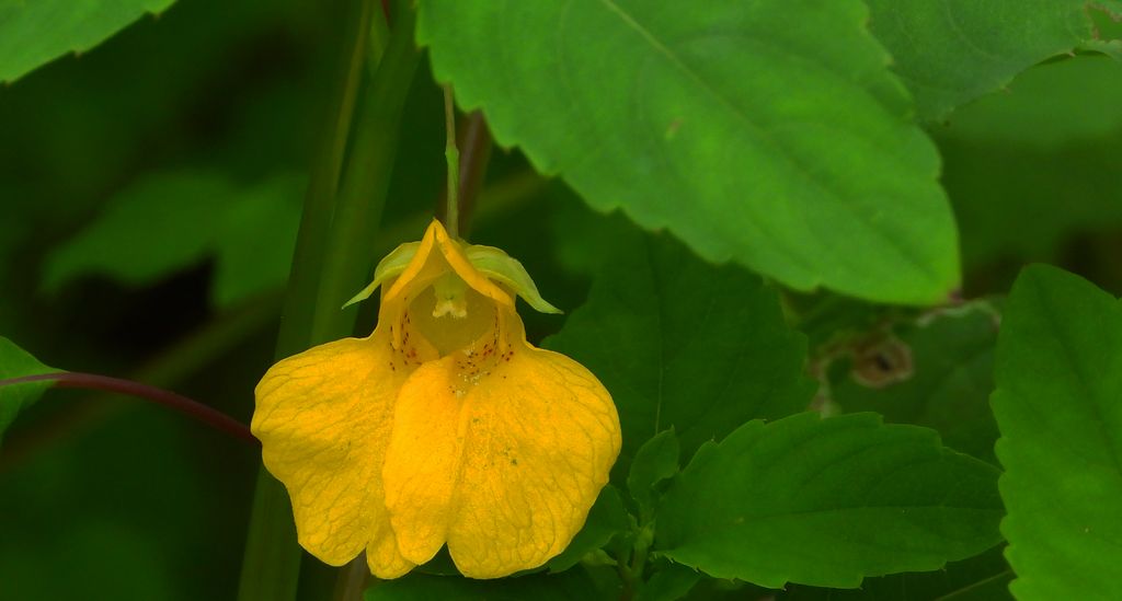 Niecierpek pospolity (Impatiens noli-tangere)