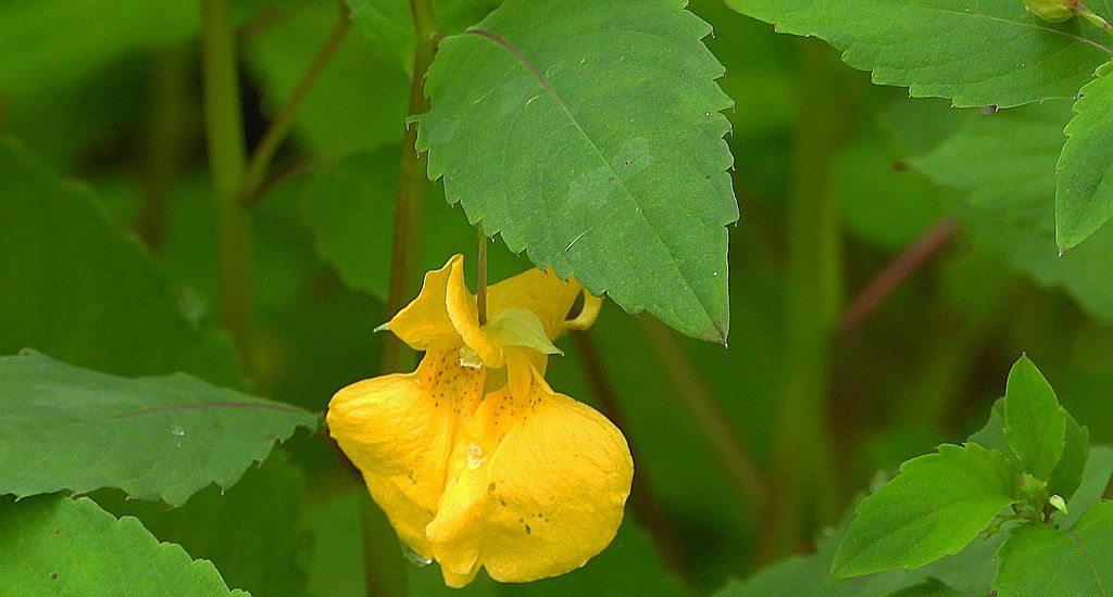 Niecierpek pospolity (Impatiens noli-tangere)