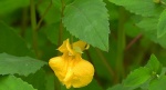Niecierpek pospolity (Impatiens noli-tangere)