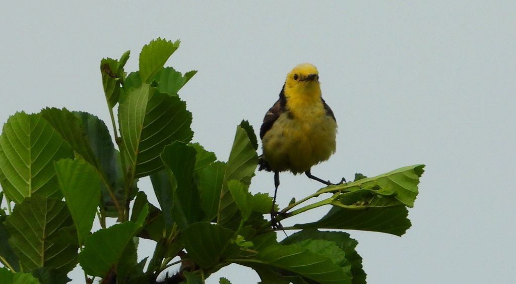 Pliszka cytrynowa (Motacilla citreola)