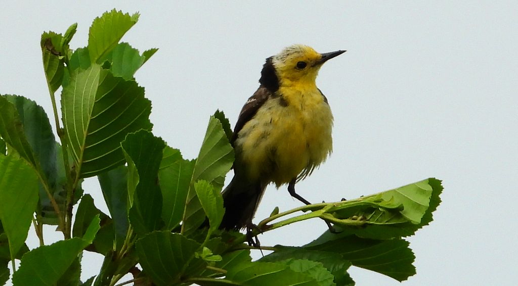 Pliszka cytrynowa (Motacilla citreola)